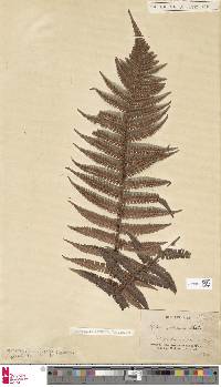 Dryopteris borreri image