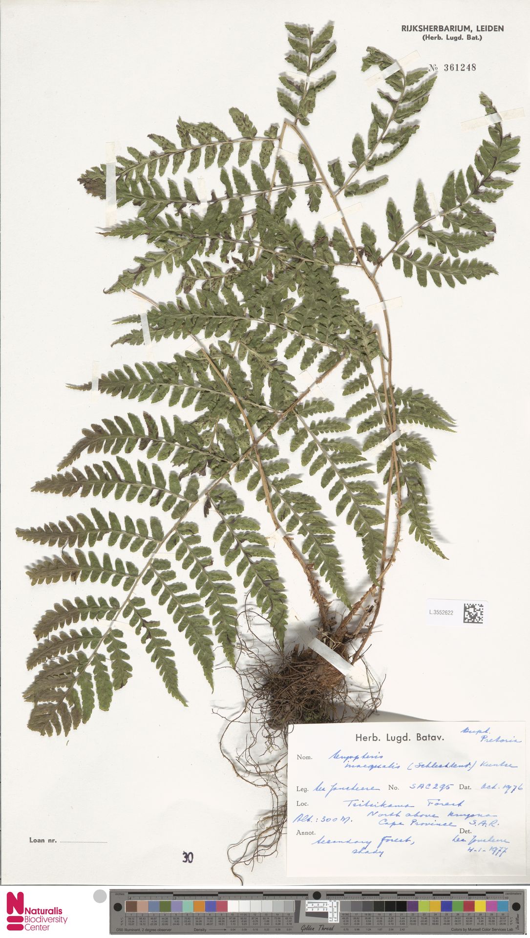 Dryopteris inaequalis image