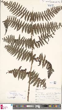 Dryopteris oligodonta image