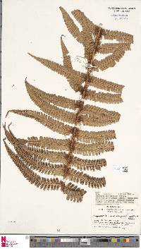 Dryopteris wallichiana subsp. wallichiana image