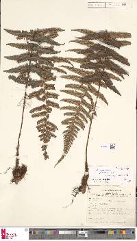 Dryopteris borreri image