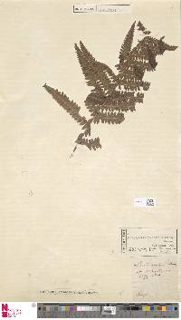 Oreopteris limbosperma image