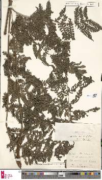 Image of Megalastrum pulverulentum
