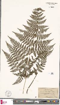 Dryopteris glabra image