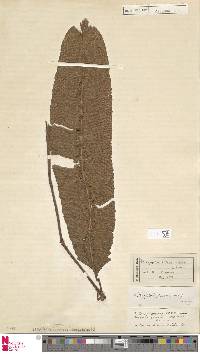 Meniscium giganteum image