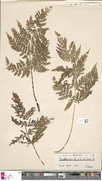 Dryopteris patula image