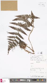 Dryopteris manniana image