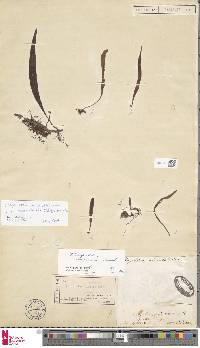 Lepisorus nudus image