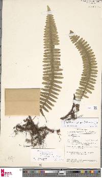 Polypodiodes lachnopus image