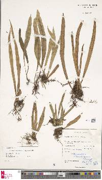 Lepisorus amaurolepidus image