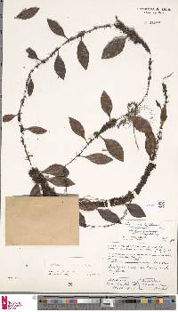 Lemmaphyllum carnosum image