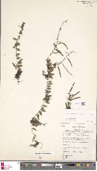 Lemmaphyllum accedens image