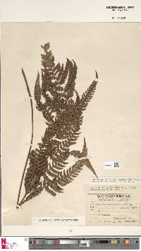 Dryopteris varia image