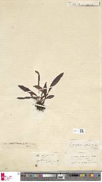 Elaphoglossum affine image