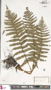 Dryopteris borreri image