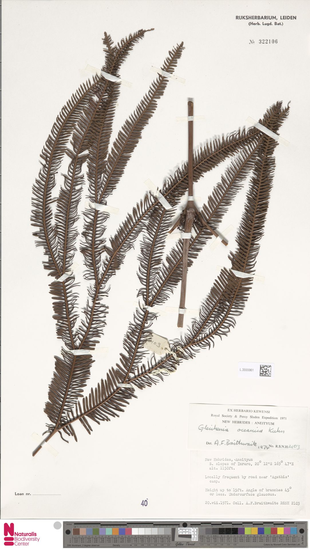 Sticherus oceanicus image