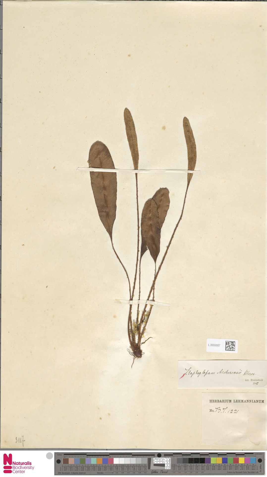 Elaphoglossum aschersonii image