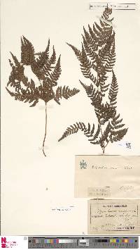 Dryopteris varia image