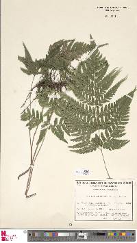 Image of Parapolystichum munitum