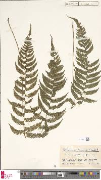 Parathelypteris image