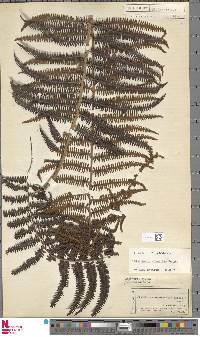 Diplopterygium bullatum image