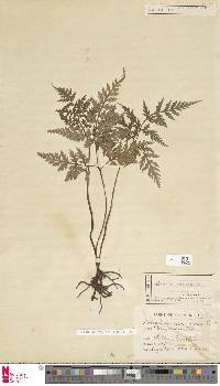 Japanobotrychum lanuginosum image