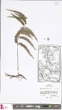 Lindsaea rigida image