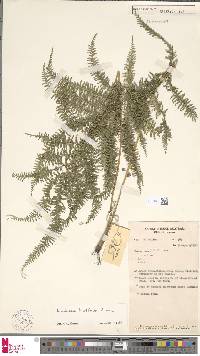 Lindsaea tenuifolia image