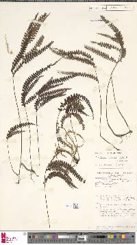 Lindsaea rigida image