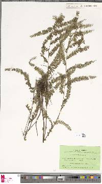 Lindsaea kingii image