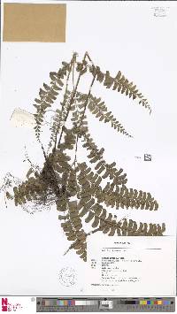 Lindsaea lancea image