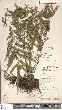 Lindsaea kingii image
