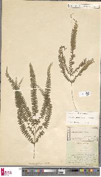 Lindsaea lobata image