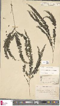 Lindsaea lobata image