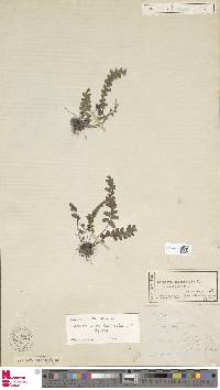 Image of Lindsaea harveyi