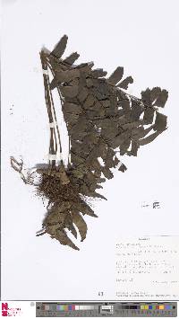 Image of Lindsaea hemiglossa