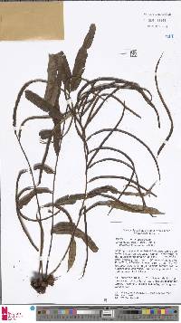 Lomariopsis kingii image
