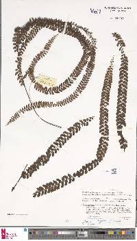 Lindsaea rigida image