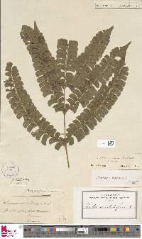 Lindsaea lancea image