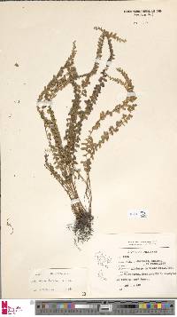 Lindsaea lucida image