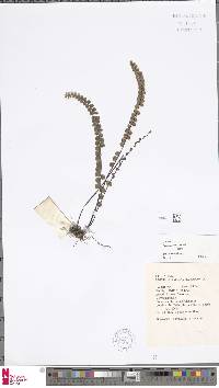Lindsaea jamesonioides image