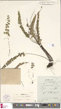 Image of Lindsaea gomphophylla