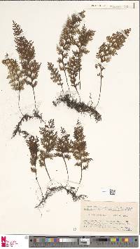 Hymenophyllum badium image