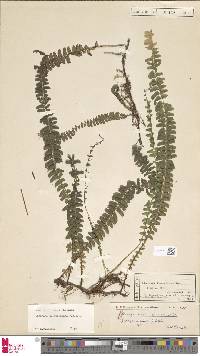 Lindsaea oblanceolata image