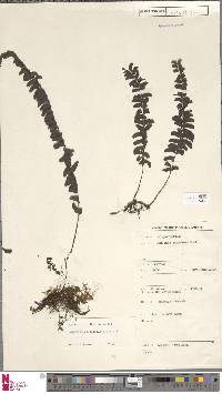 Lindsaea oblanceolata image