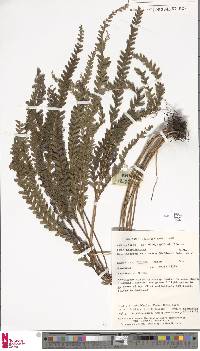 Image of Lindsaea malabarica