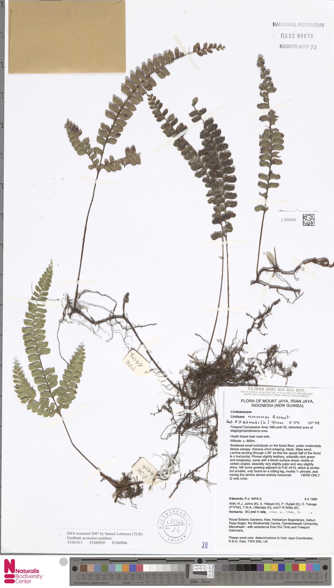 Lindsaea monocarpa image