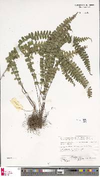 Lindsaea lucida image