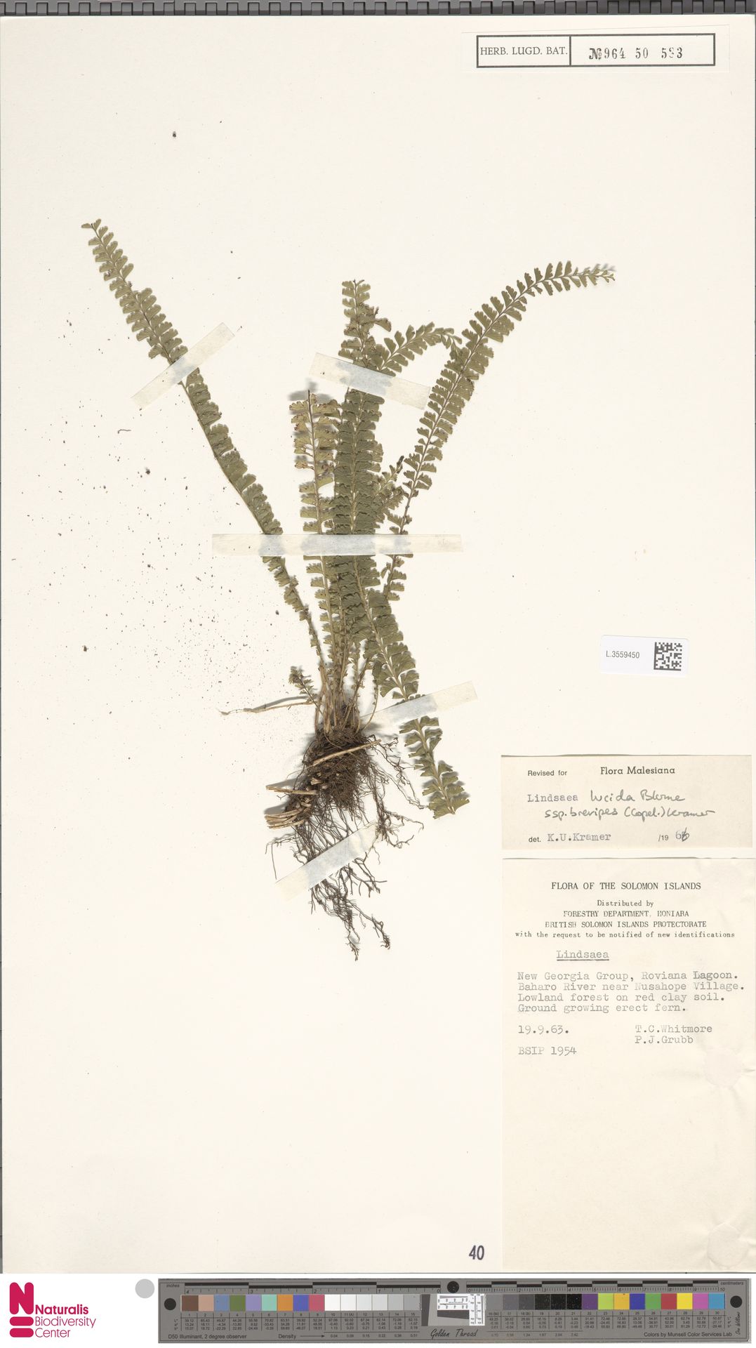 Lindsaea brevipes image