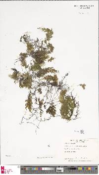 Hymenophyllum flabellatum image